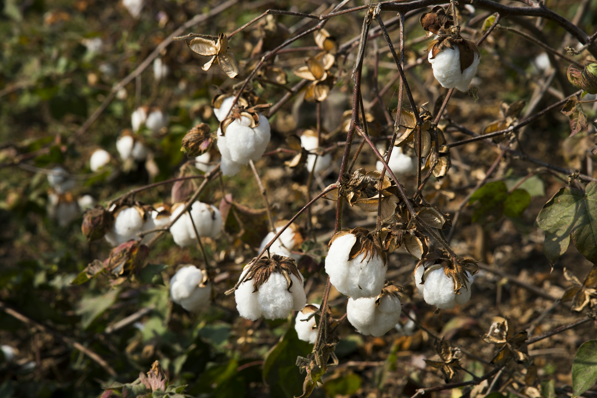 cotton field white with ripe cotton ready for harvesting india