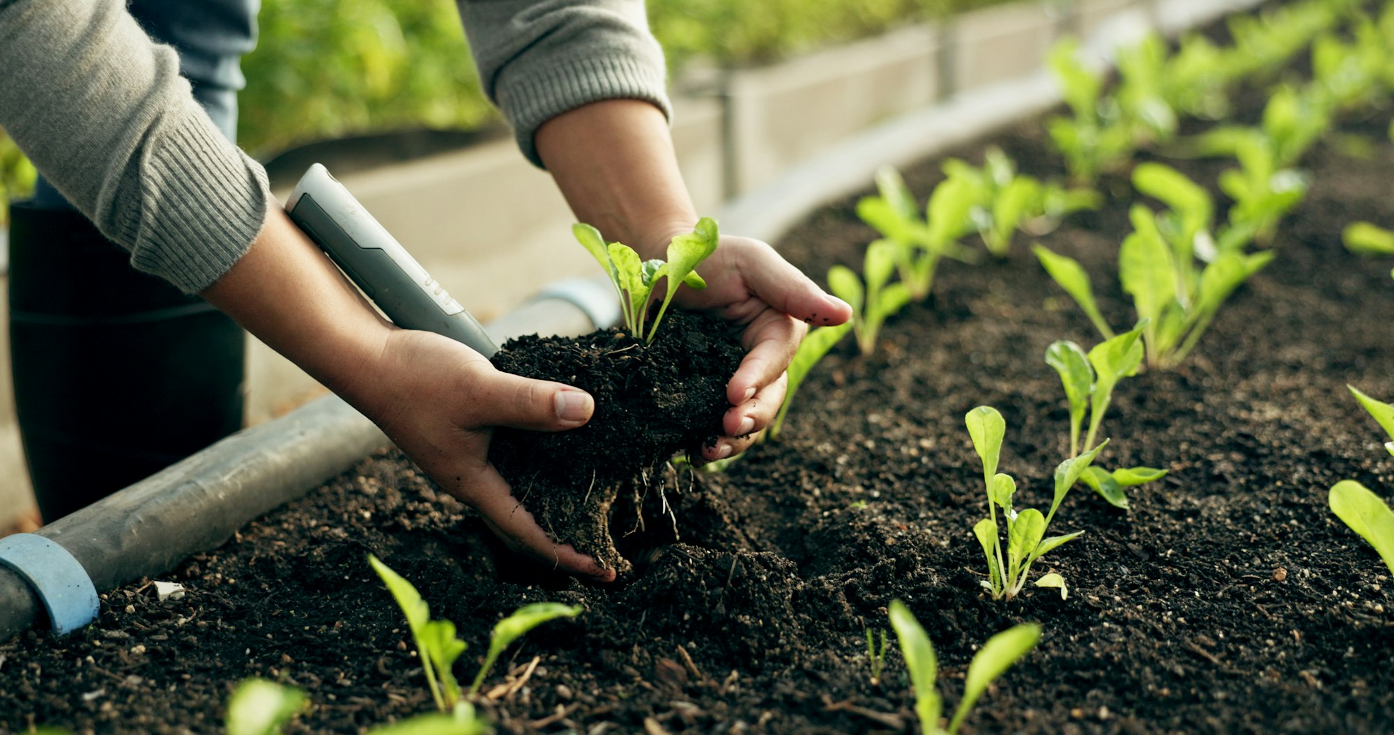 farmer hands plants and agriculture or fertilizer for sustainability eco friendly farming and veg